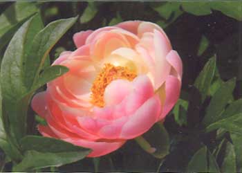 "Peony Rose" by Kate Forest, Madison WI - Photography